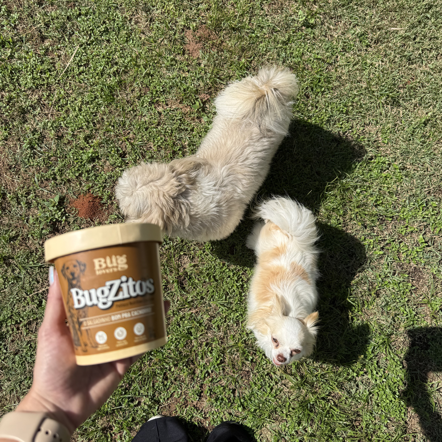 Bugzitos | Salgadinho Bom pra Cachorro com proteína BSF | Buglovers